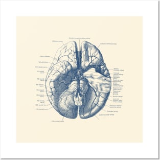 Human Brain Diagram - Anatomy Posters and Art